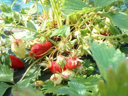 L'auberge de la tuilerie The strawberry patch